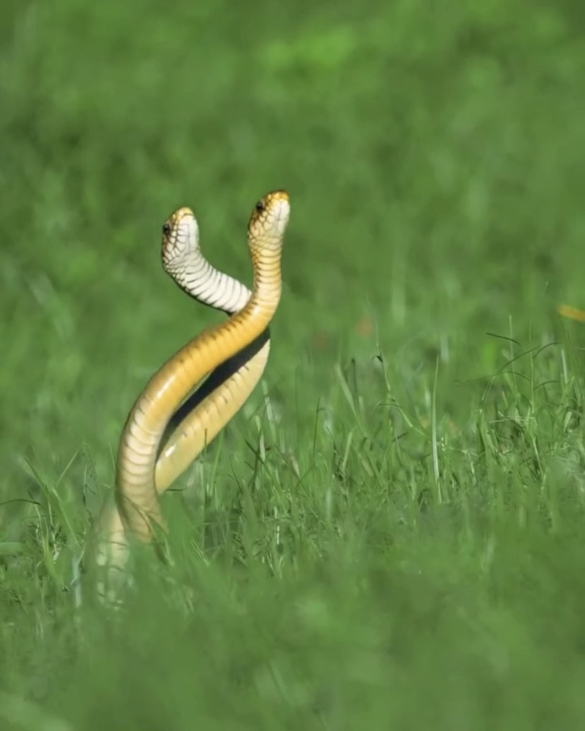 image4.jpg image4.jpg